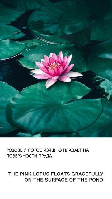 Лотос смотреть онлайн