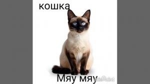как говорят разные животные