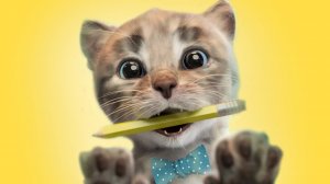 Приключение милого котенка и м