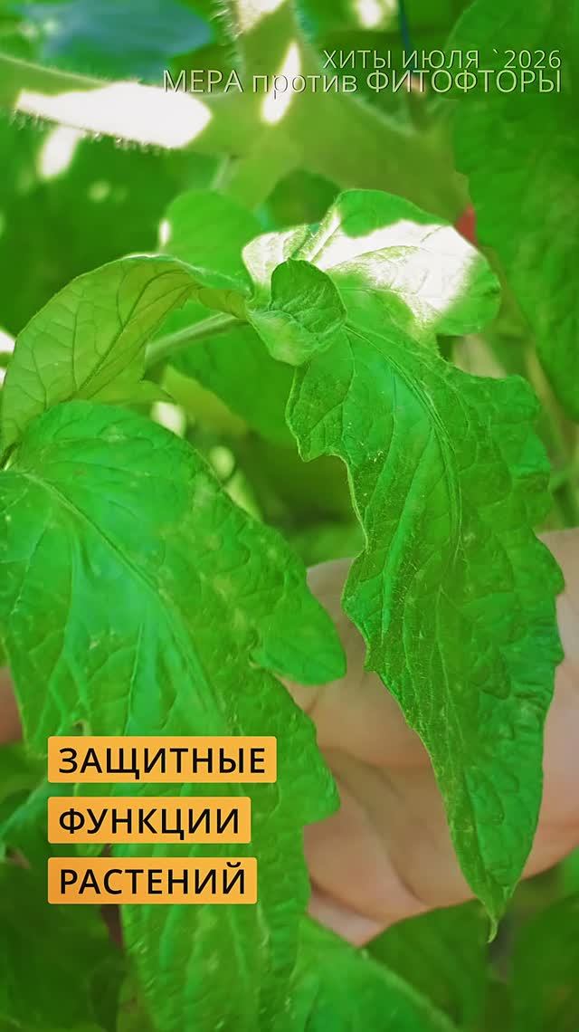 Защита овощных культур от болезней - не только химия! #дача #огород #сад #garden #обзордачи #томаты