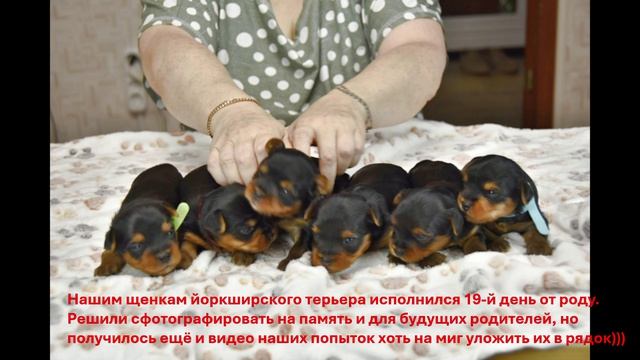Рабочие моменты фотосессии со щенками!