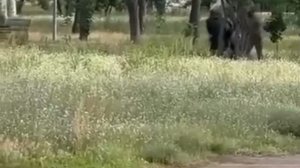 Кривой Рог - торжественный занос тела в бус карателей ТЦК. Плюс копеечка