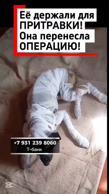 Тофи хочет жить, помогите пожалуйста