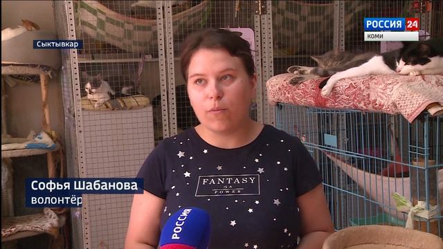 Нужна помощь: летом в приютах для животных не хватает волонтеров