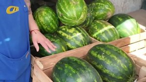 О ПРОДАЖАХ АРБУЗОВ В ЖЕЛЕЗНОГОРСКЕ