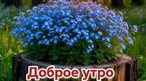 Доброе летнее утро. Красивая музыкальная открытка.
