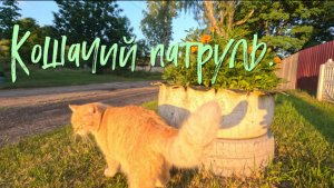 Кошачий патруль.