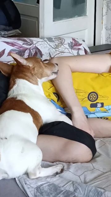 Верный Джек Рассел, который никогда не предаст ❤️ #JackRussell #Джек #ВерныйДруг  #ВерностьСобаки