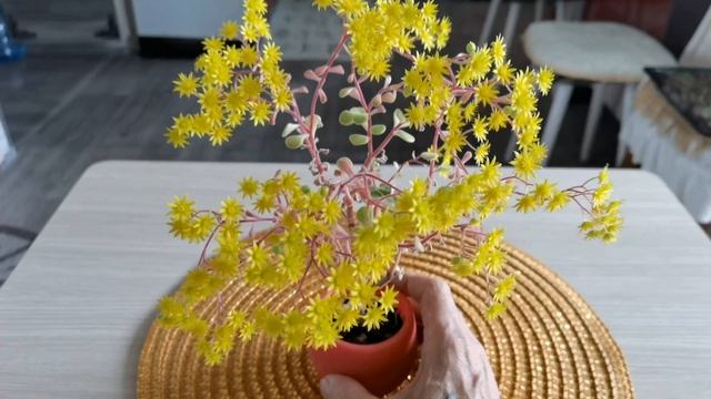 Бонсай из  Суккулентов, Денежного дерева, Крассула, Толстянка.