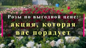 Розы по выгодной цене: акция, которая вас порадует