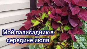 Палисадник в июле, всё очень подросло.