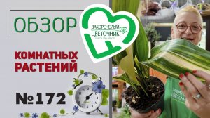 Распаковка. Папоротники, которых не было, новинки, драцены, фикусы, стрелиции, монстеры. №172