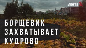 Как в Кудрово борются с борщевиком