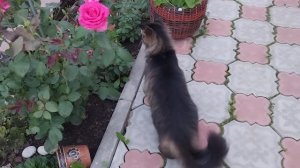 ✅️Собрала немного ягод.Готовлю ужин.Нам бы только «пожрать» или «поржать?»
