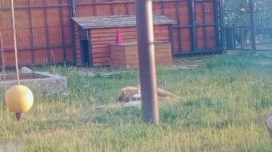 JQQY1131-14.07.2026-Видео от Ивана