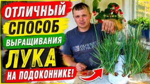 ОТЛИЧНЫЙ СПОСОБ ВЫРАЩИВАНИЯ ЛУКА НА ПОДОКОННИКЕ!