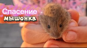 Спасение мышонка: смелая девочка против старого кота Миши и его кошачьих законов!
