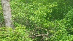 У Замка Коварства и любви.Воздух свежий,птички поют,речка Аликоновка  рядом шумит..Красота..