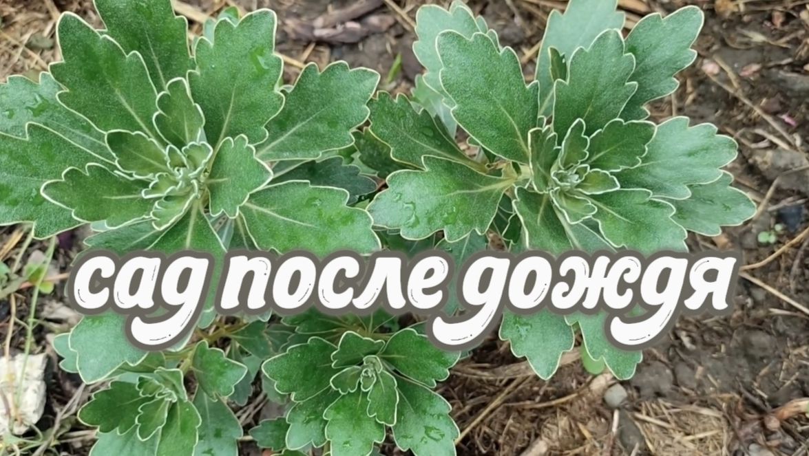 Прогулка по саду после дождя: яркое цветение, умытые глянцевые листья вечнозелёных