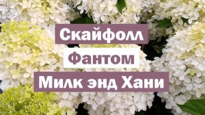 Обзор метельчатых гортензий: СКАЙФОЛЛ, ФАНТОМ, МИЛК ЭНД ХАНИ