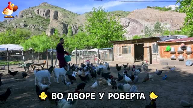 Содержание кур в домашних условиях и других птиц во дворе у Роберта 🐣🐤🦆🐔🪿🦃 (552) смотреть онлайн