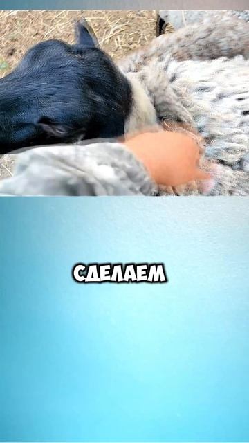 ВСЕ ПРО КОЗ И БАРАНОВ