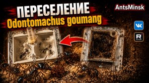 ПЕРЕСЕЛЕНИЕ МУРАВЬЁВ ODONTOMACHUS GOUMANG