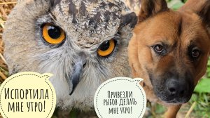 Петух в апельсинах, Сова Ёль в негодовании, Пёс Кубик в нетерпении, утро в мыле! Отдала ягоды птицам