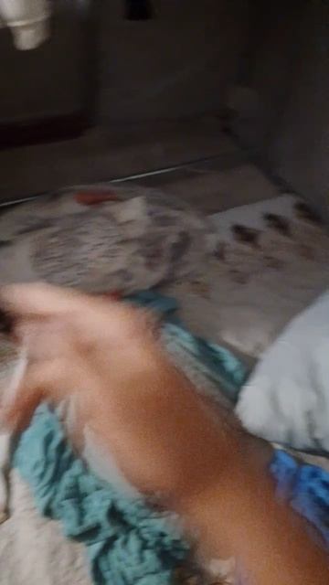 у меня появился акк в лайке вот как он называется @linar179-0