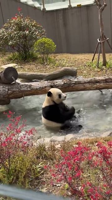 Панда играется в воде