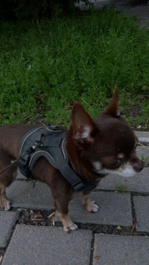 влог