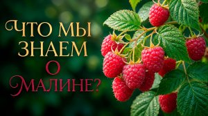 Факты, которые превратят малину в вашу любимицу