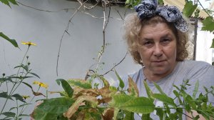 Флоксы пропадают в саду и я не знаю что делать