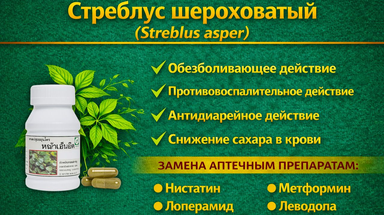 Стреблус шероховатый (Streblus Asper)