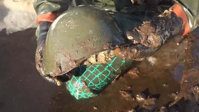 ныряем в болото за находками.коп по войне Юрий гагарин