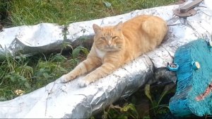Весна, кошки и любовь