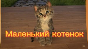 Маленький котенок. Игры с котенком