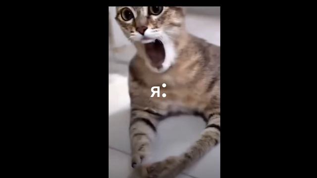 я: хахахахахахааха