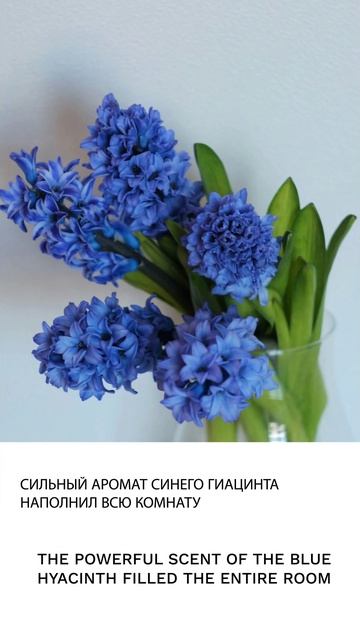 Гиацинт смотреть онлайн