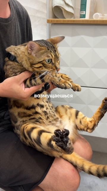 Как мы лапы моем 🐾