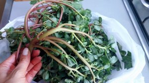 ПОРТУЛАК вкуснее чем мясо! Пальчики оближешь! Соседи в Турции научили меня так готовить сорняк