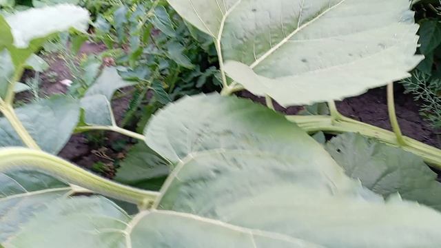 Что это за растение 2, что же все таки вырасло