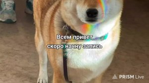 Предпоследний Стрим
