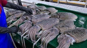 тайваньская переработка морепродуктов! Изготовление шариков из кальмаров,Сбор устриц