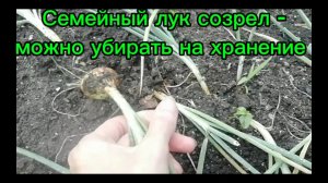 Семейный лук созрел - можно убирать на хранение