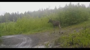 Лось под дождем.