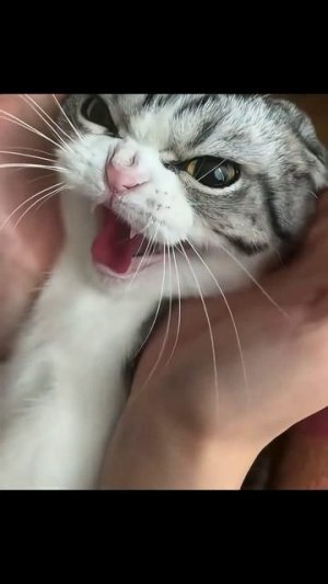Гремучий кот🤣🔥