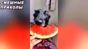 РЖАЛ КАК КОНЬ 😂😂🤣  ПОЛНАЯ РЖАКА 🤣