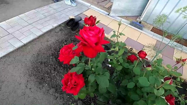 Розы цветут, 15 июля.