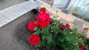 Розы цветут, 15 июля.